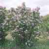 President Lincoln Lilac #5 - Image 2